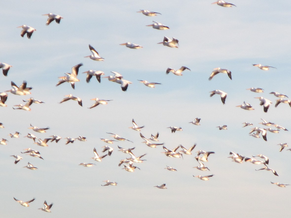 Flock of Pelicans