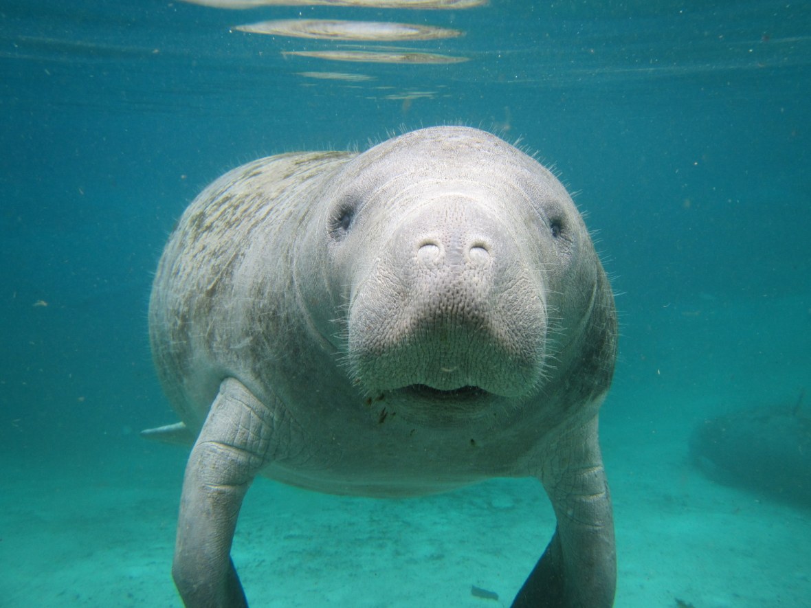 Manatee at Three Sisters Spring