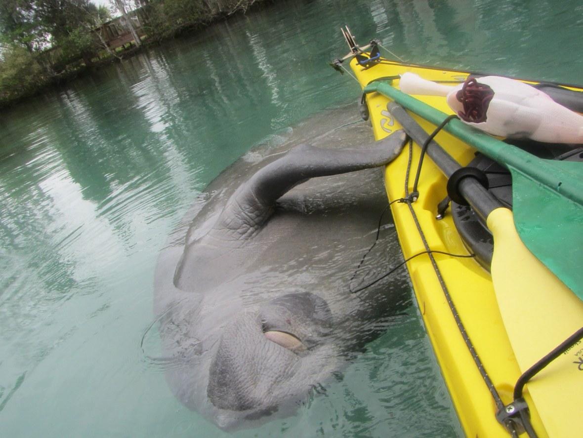 Friendly Manatee